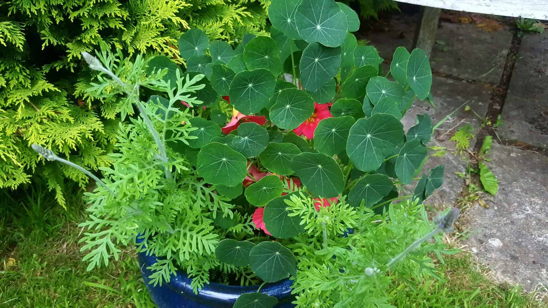 Gardening in July – July’s garden blog Gardening-in-July-nasturtium-lavender