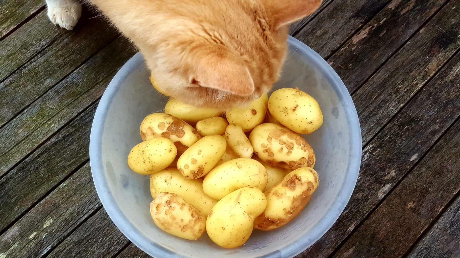 Gardening in July – July’s garden blog Gardening-in-July-new-potatoes-and-cat