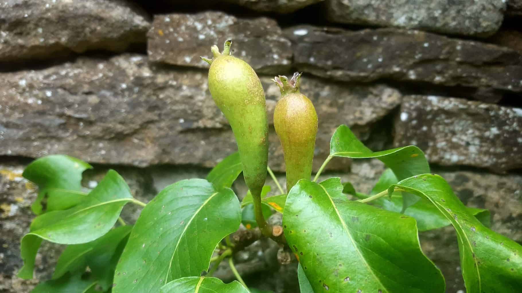 Gardening in July – July’s garden blog Gardening-in-July-pears