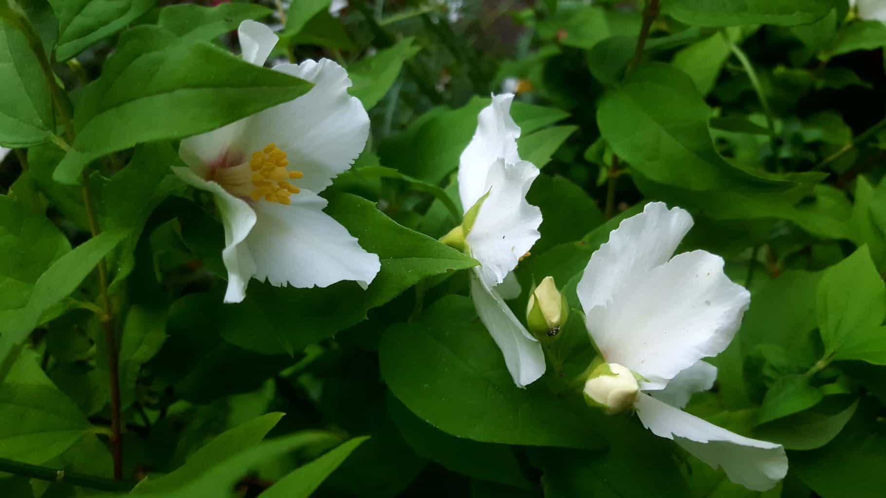 Gardening in July – July’s garden blog Gardening-in-July-philadelphus