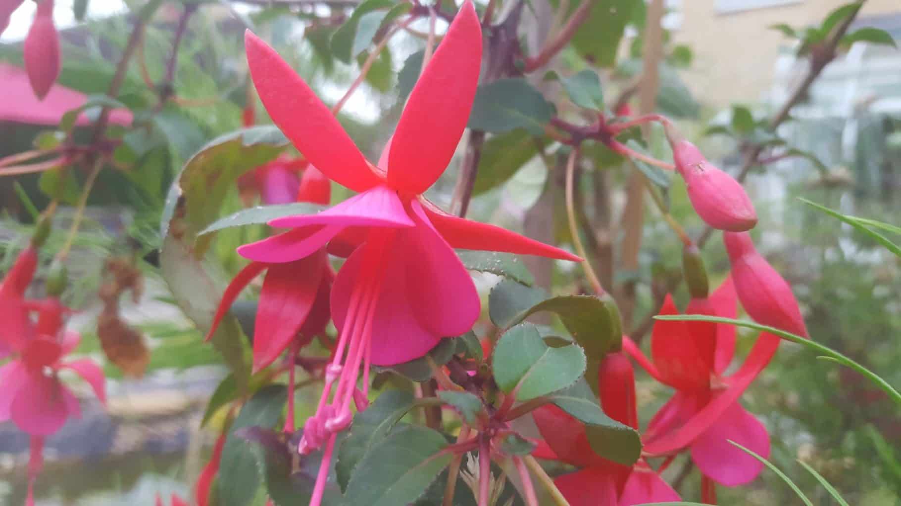 Gardening in July – July’s garden blog Gardening-in-July-pink-fuschia
