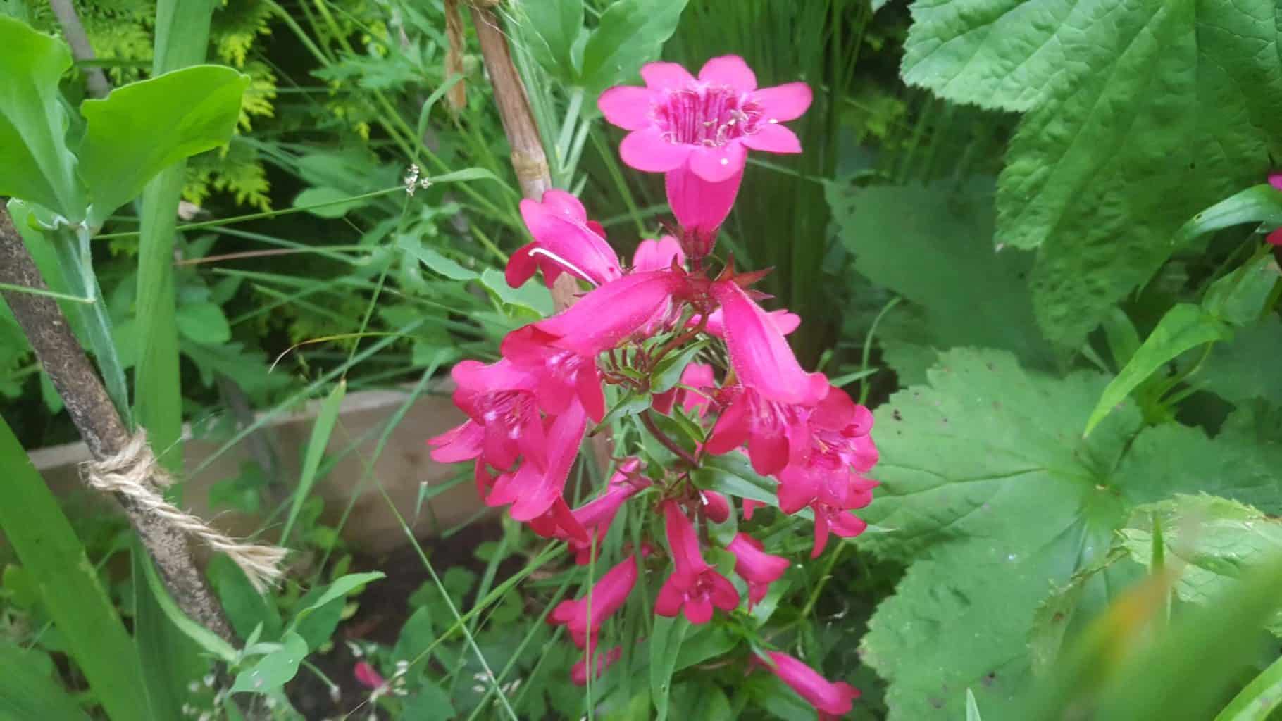 Gardening in July – July’s garden blog Gardening-in-July-pink-penstemons