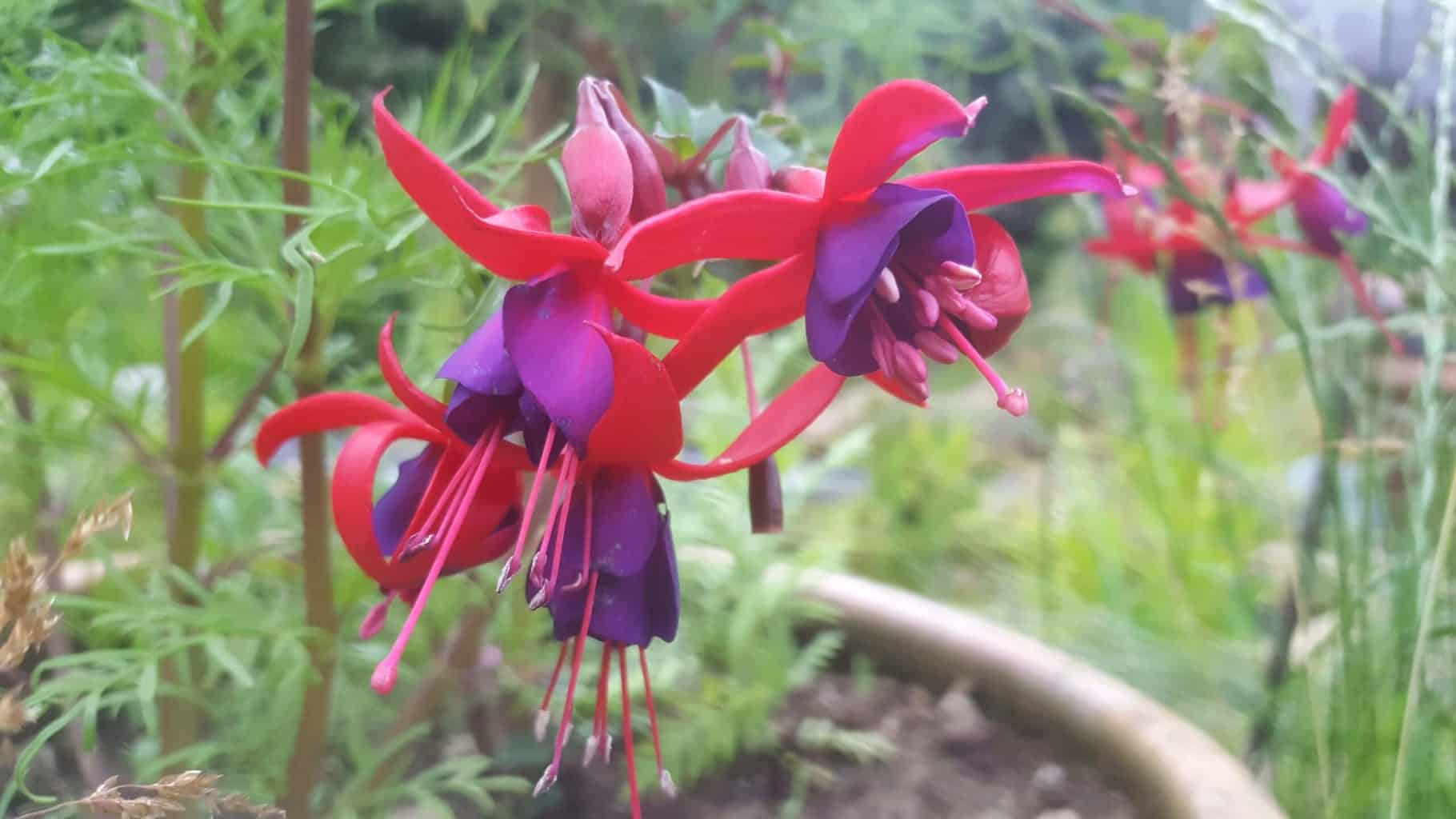 Gardening in July – July’s garden blog Gardening-in-July-pink-purple-fuschia