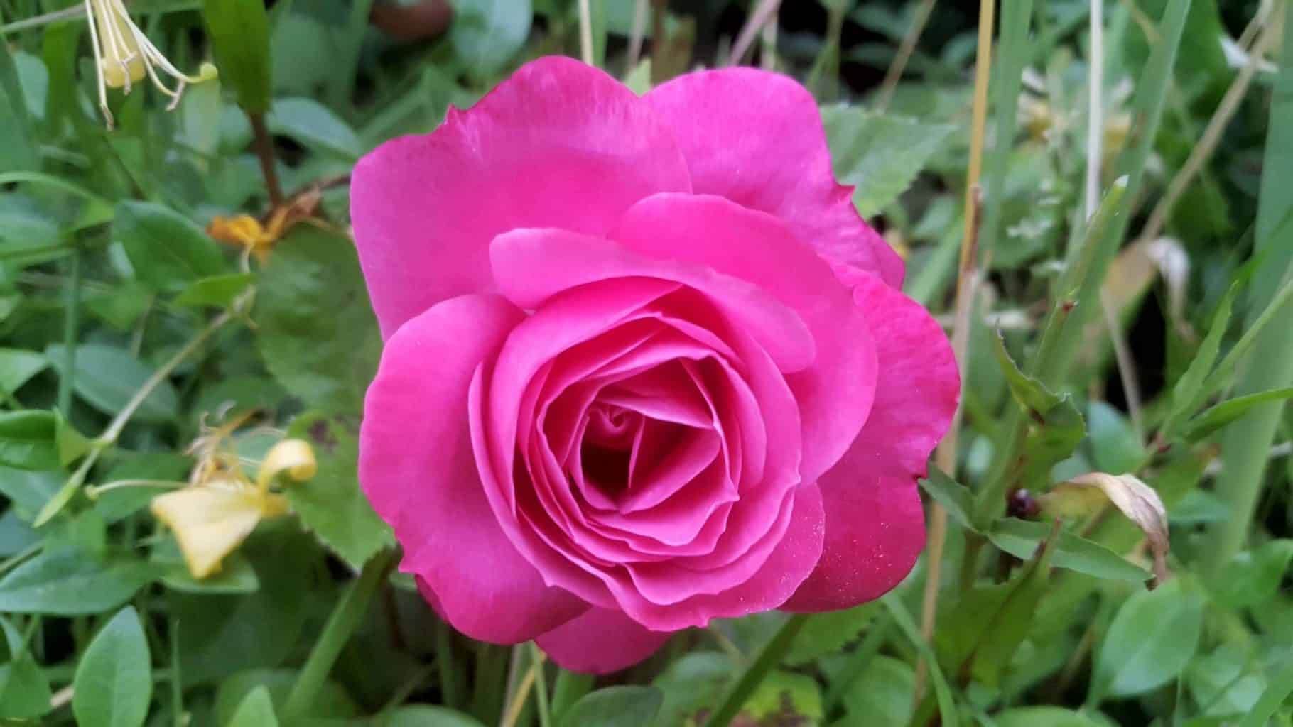 Gardening in July – July’s garden blog Gardening-in-July-pink-rose