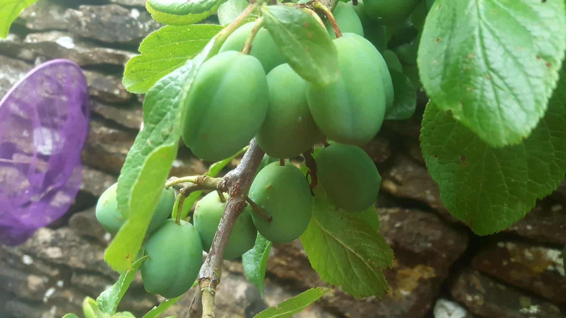 Gardening in July – July’s garden blog Gardening-in-July-plums