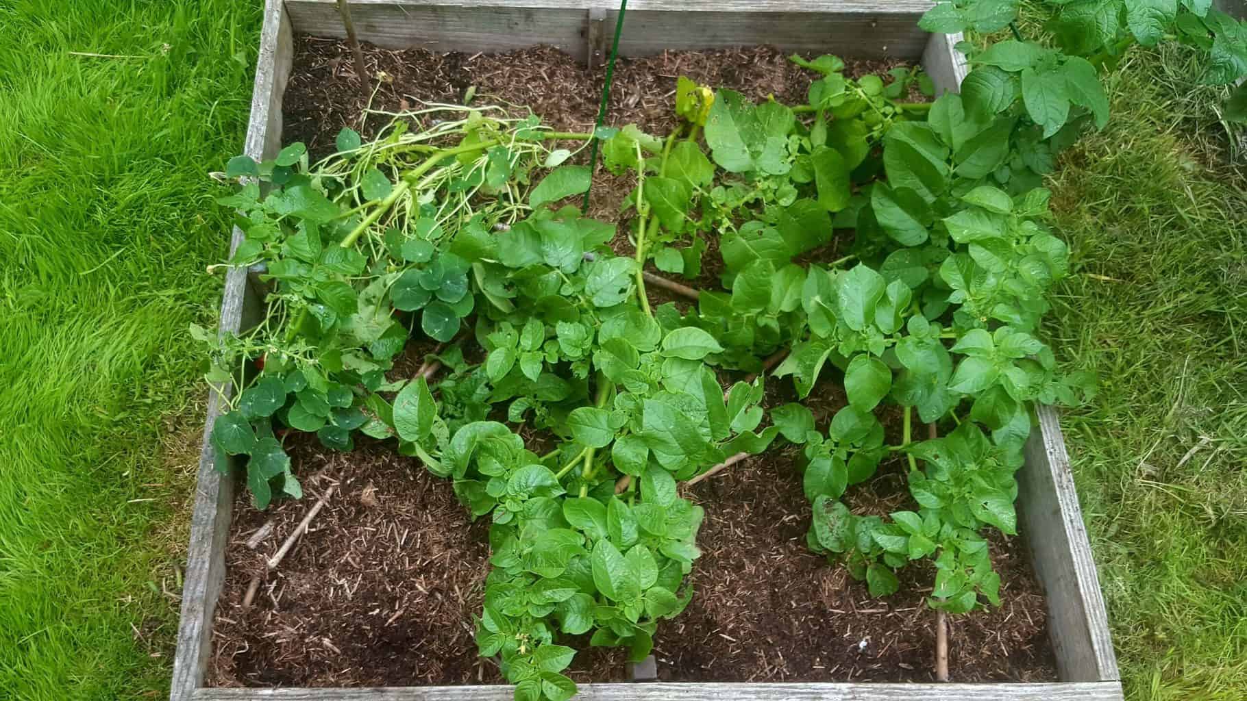 Gardening in July – July’s garden blog Gardening-in-July-potato-plants