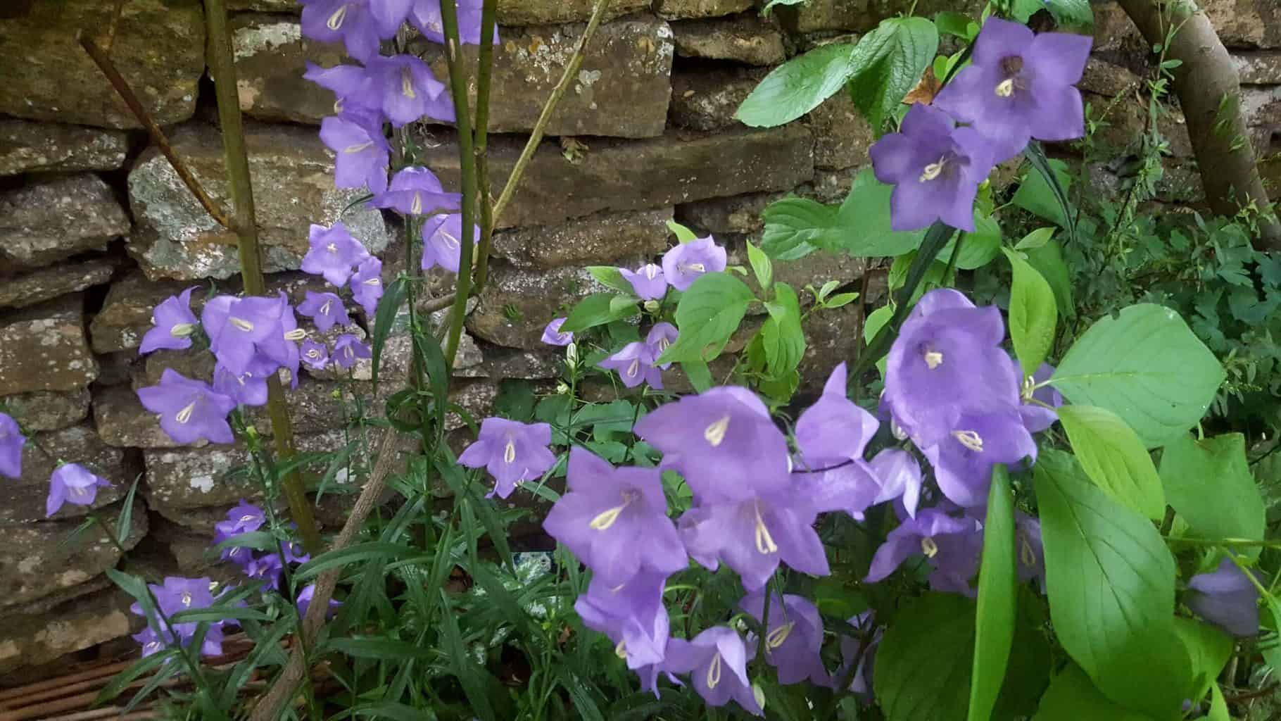Gardening in July – July’s garden blog Gardening-in-July-purple-campanula