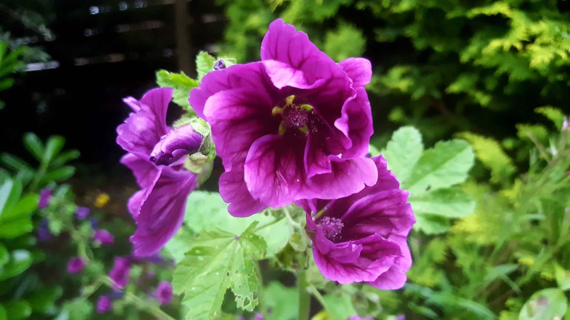 Gardening in July – July’s garden blog Gardening-in-July-purple-malva