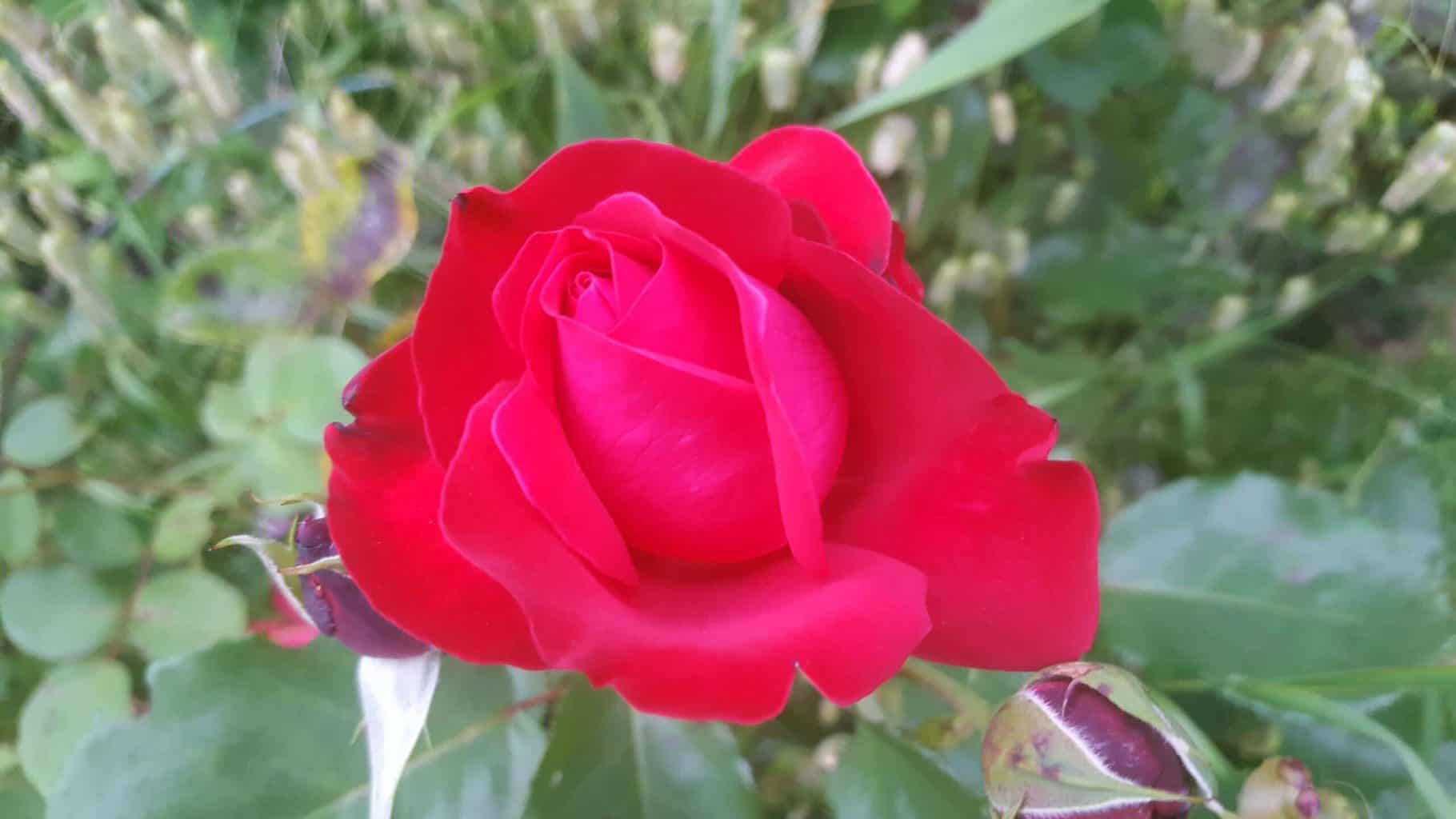Gardening in July – July’s garden blog Gardening-in-July-red-rose-01