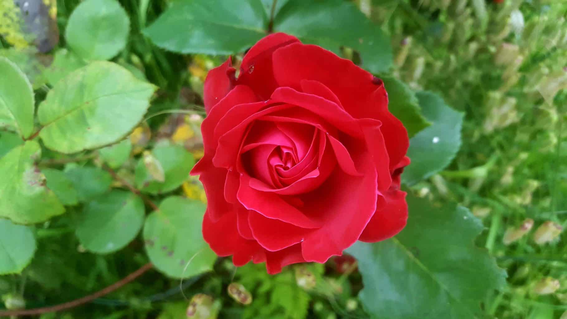 Gardening in July – July’s garden blog Gardening-in-July-red-rose-02