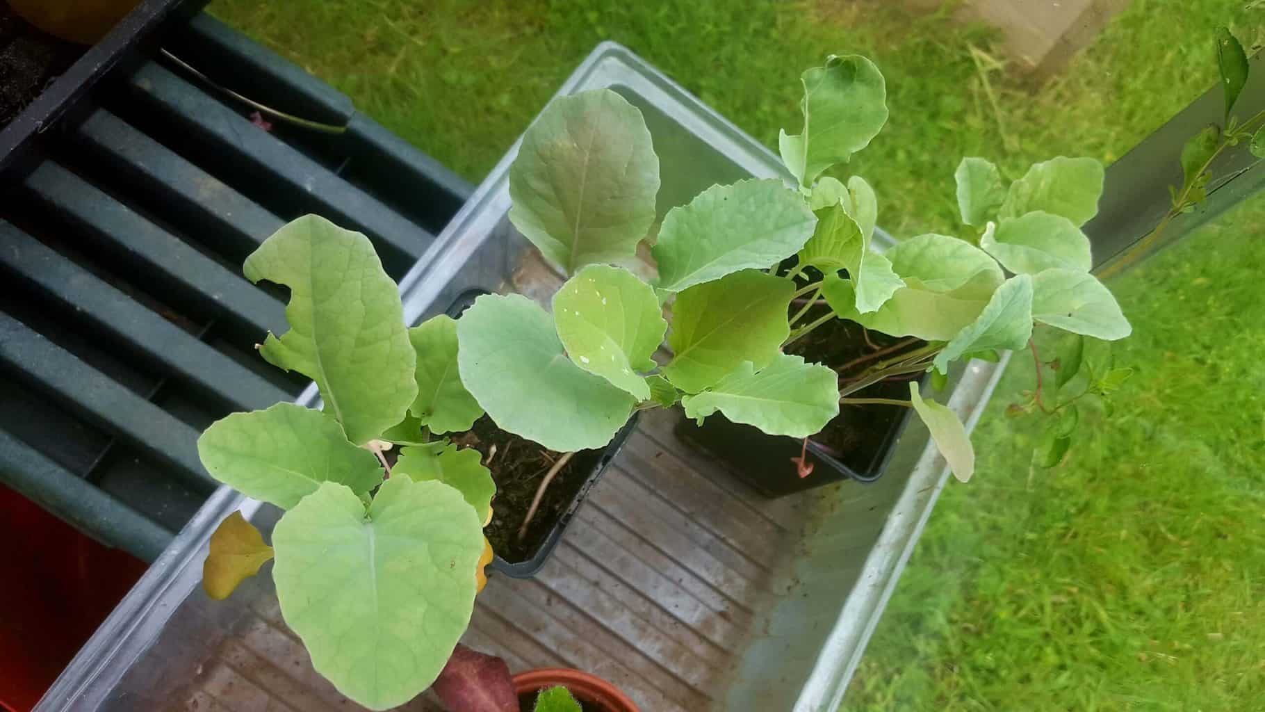 Gardening in July – July’s garden blog Gardening-in-July-romanescu-seedlings