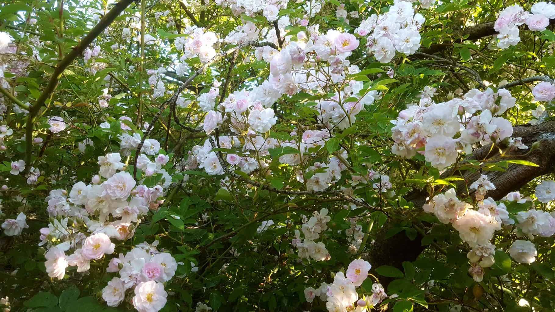 Gardening in July – July’s garden blog Gardening-in-July-roses-pauls-himalayan-musk