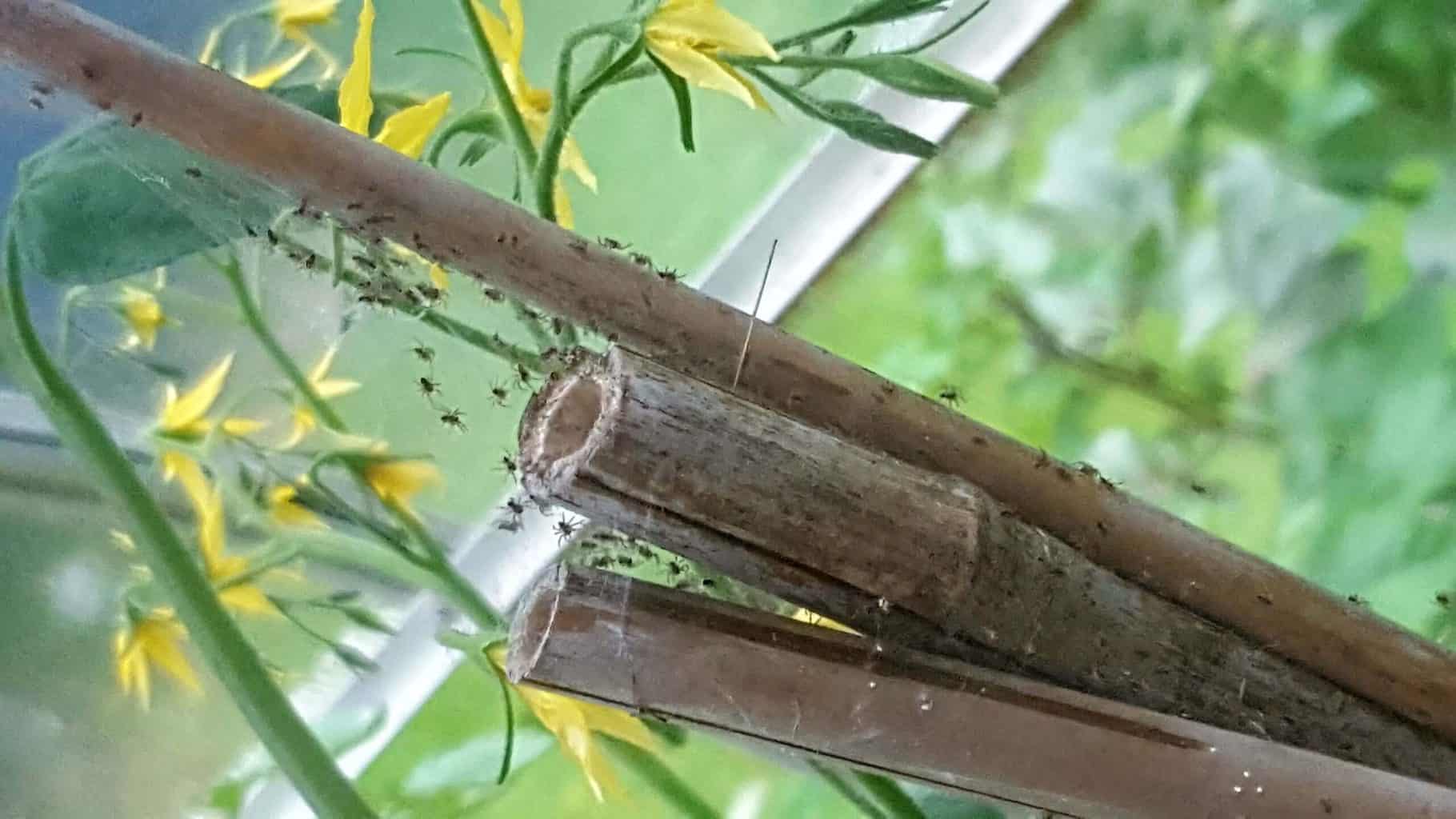 Gardening in July – July’s garden blog Gardening-in-July-spider-babies