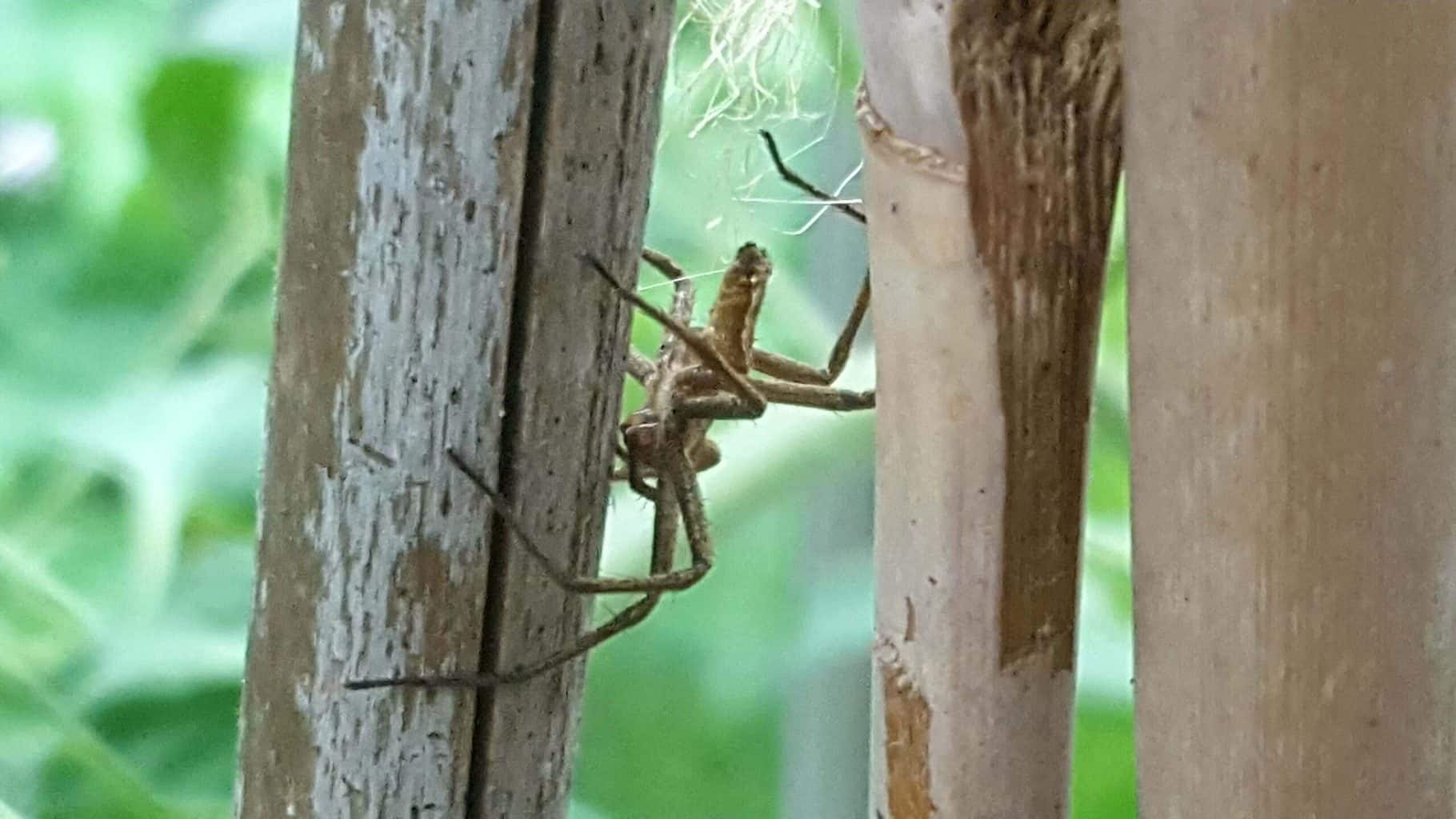 Gardening in July – July’s garden blog Gardening-in-July-spider