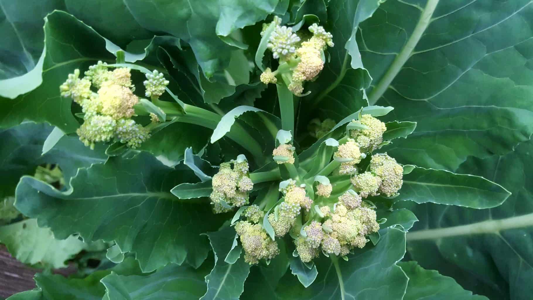 Gardening in July – July’s garden blog Gardening in July sprouting broccoli scaled