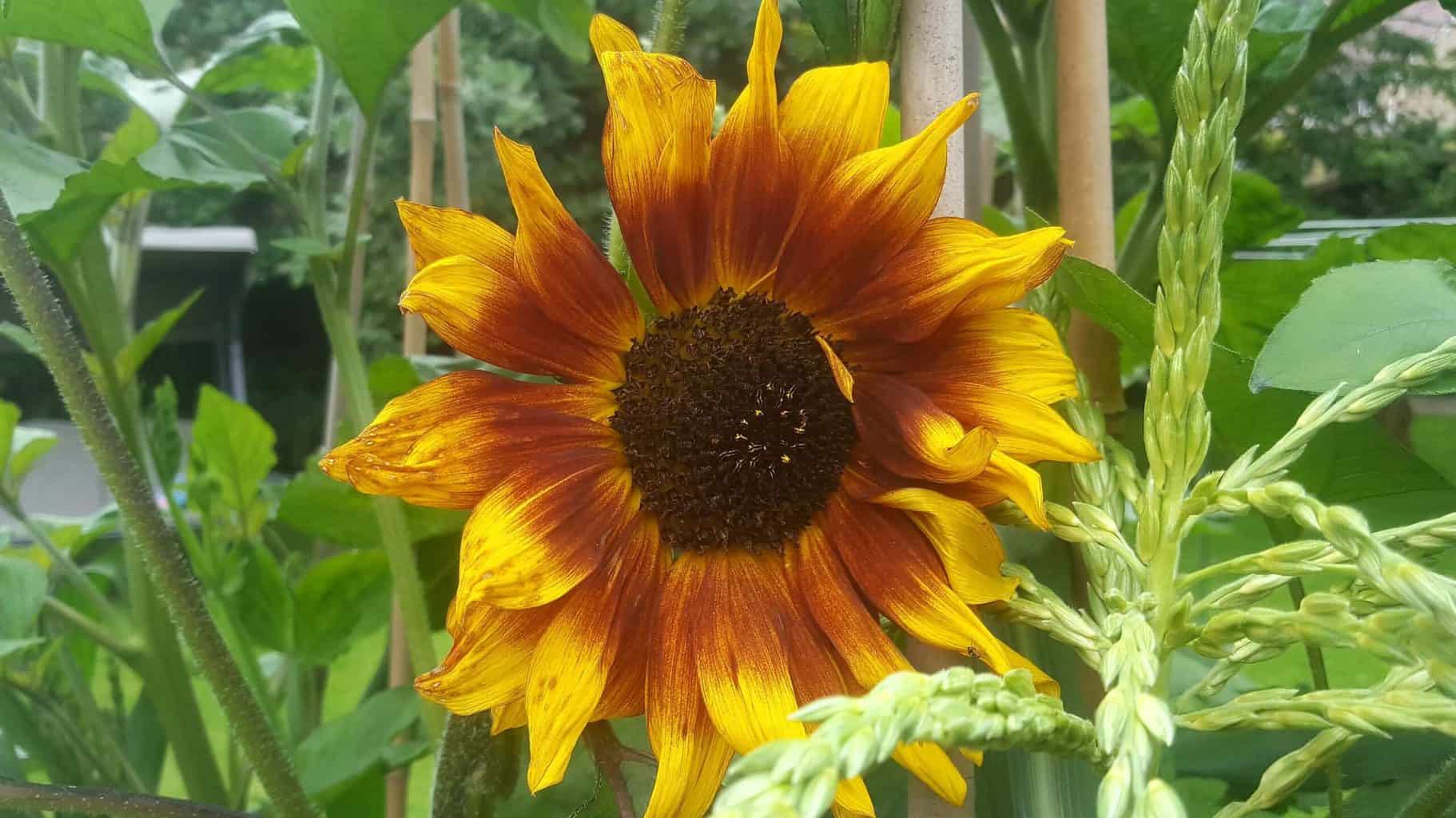 Gardening in July – July’s garden blog Gardening-in-July-sunflower