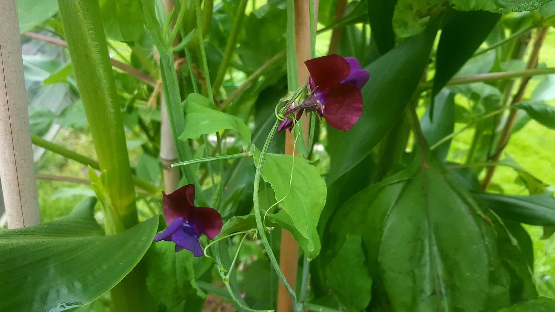 Gardening in July – July’s garden blog Gardening-in-July-sweet-peas