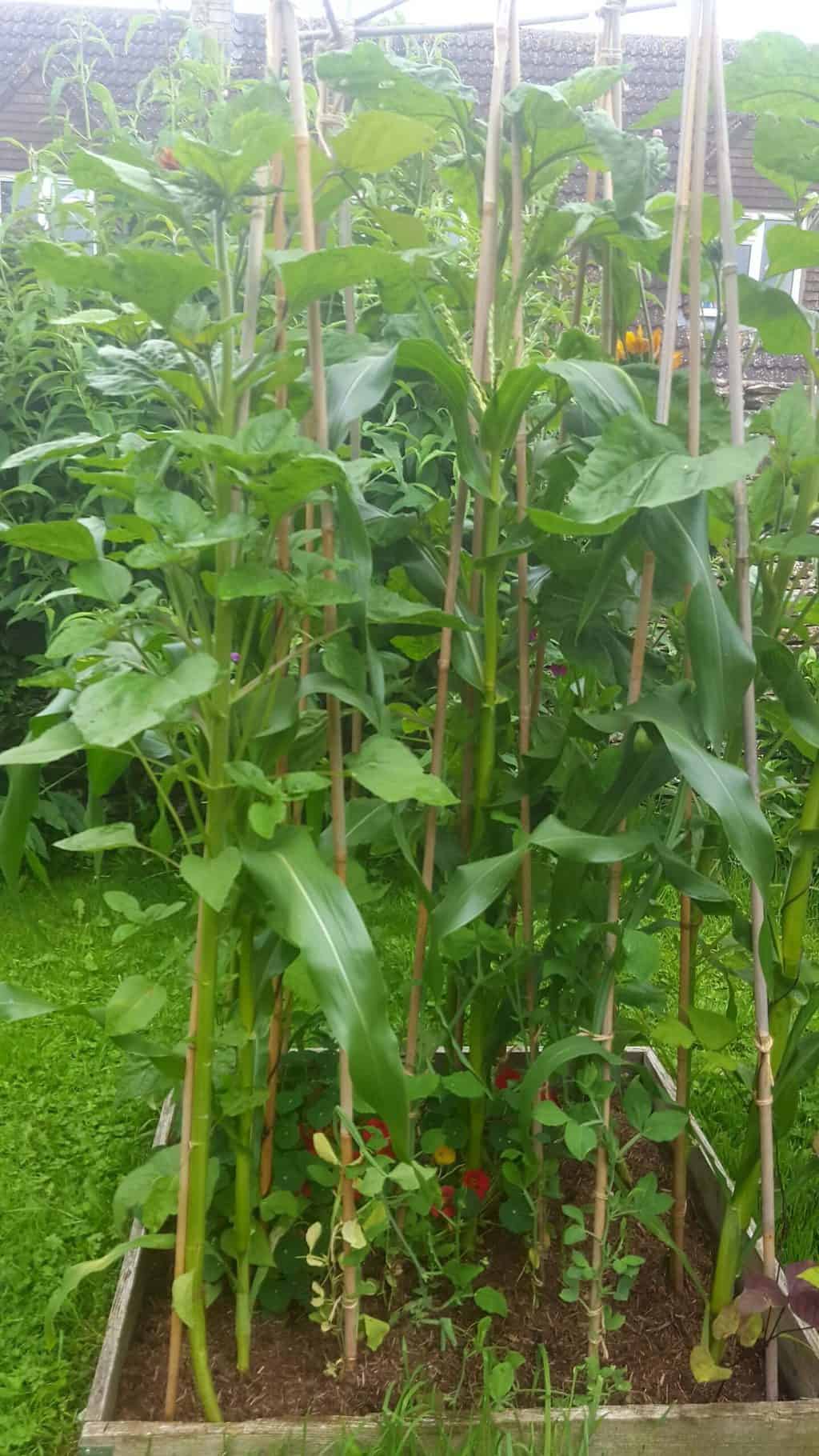 Gardening in July – July’s garden blog Gardening-in-July-sweetcorn-sunflowers