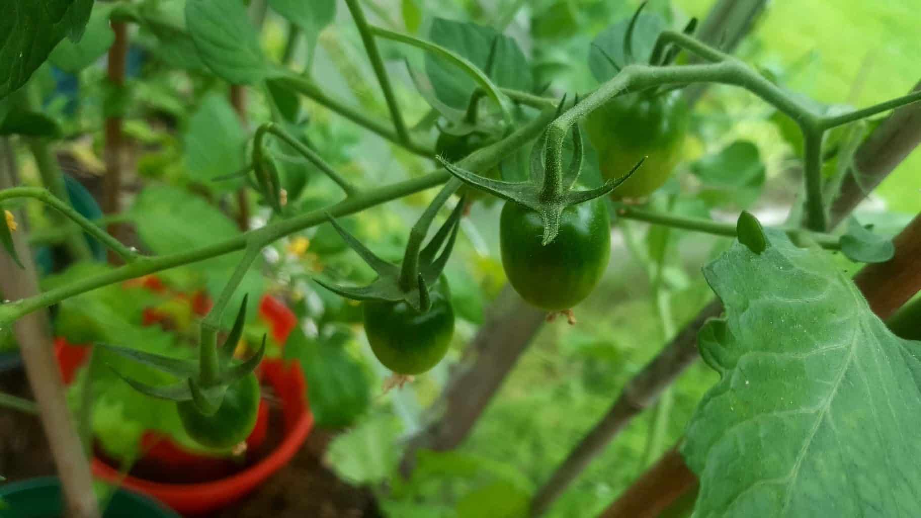 Gardening in July – July’s garden blog Gardening-in-July-tomatoes-01