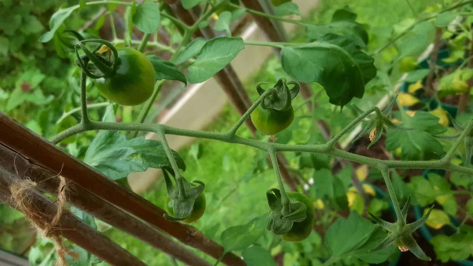 Gardening in July – July’s garden blog Gardening-in-July-tomatoes-02