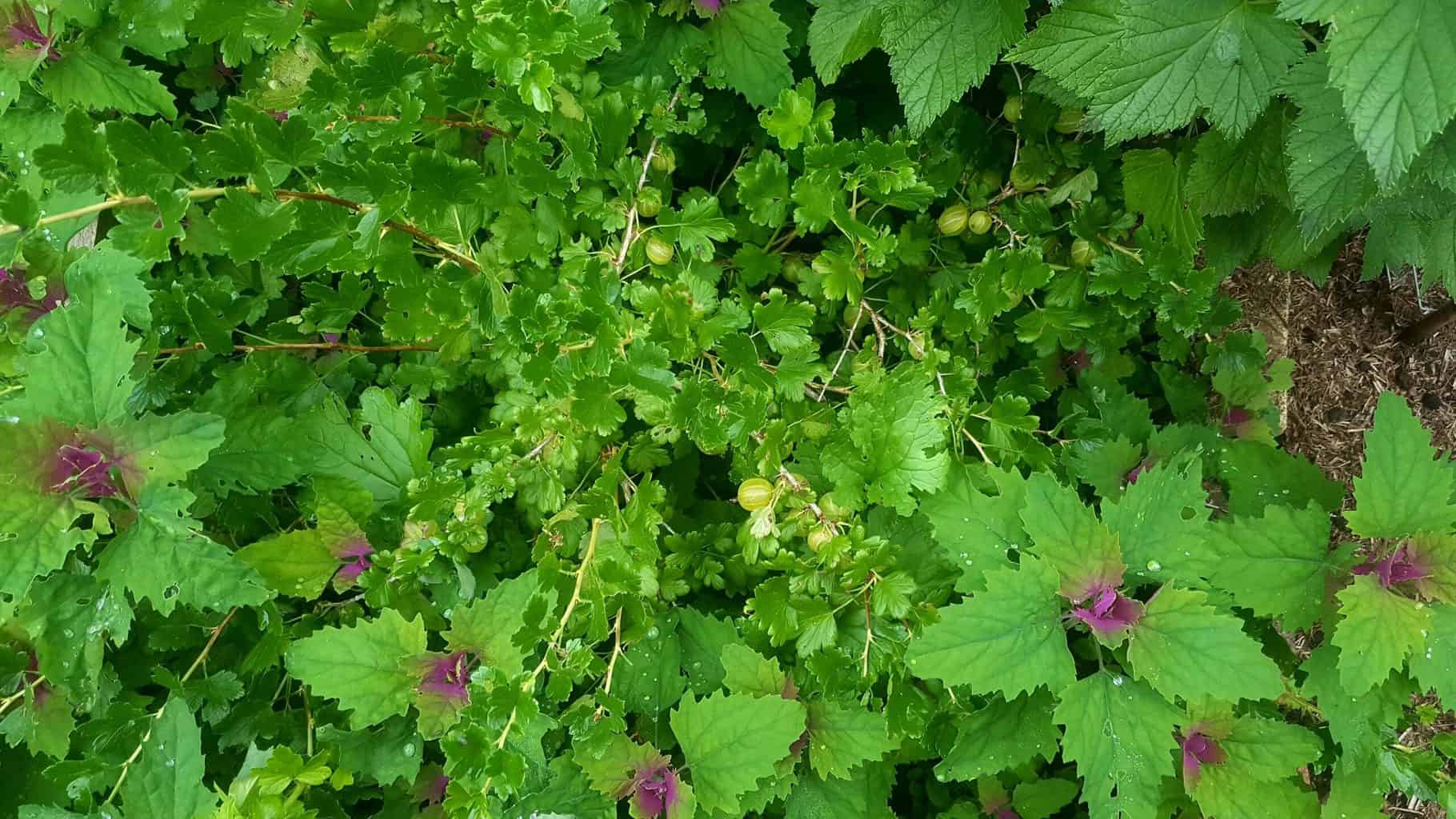 Gardening in July – July’s garden blog Gardening-in-July-tree-spinach-gooseberries