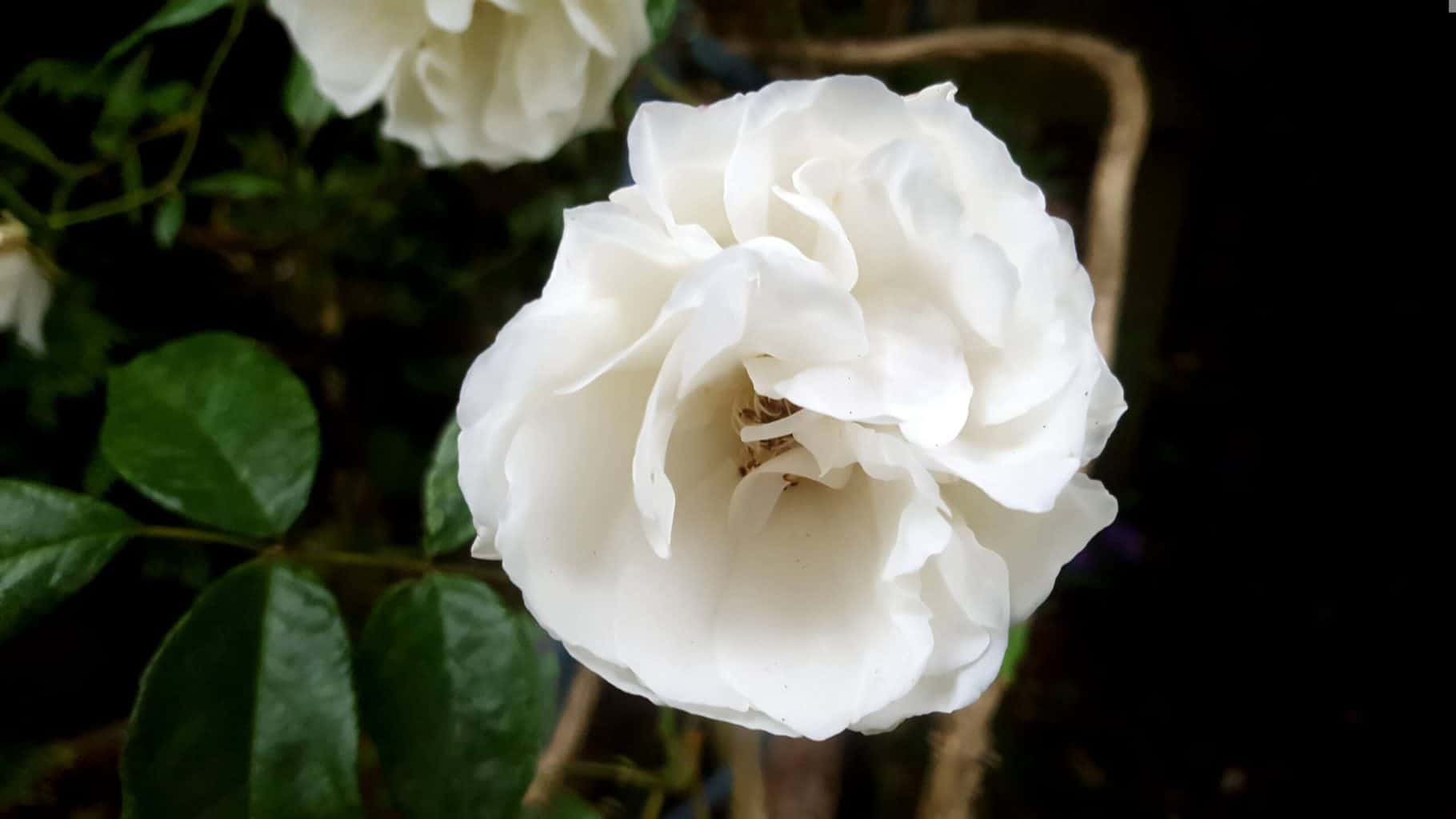 Gardening in July – July’s garden blog Gardening-in-July-white-rose