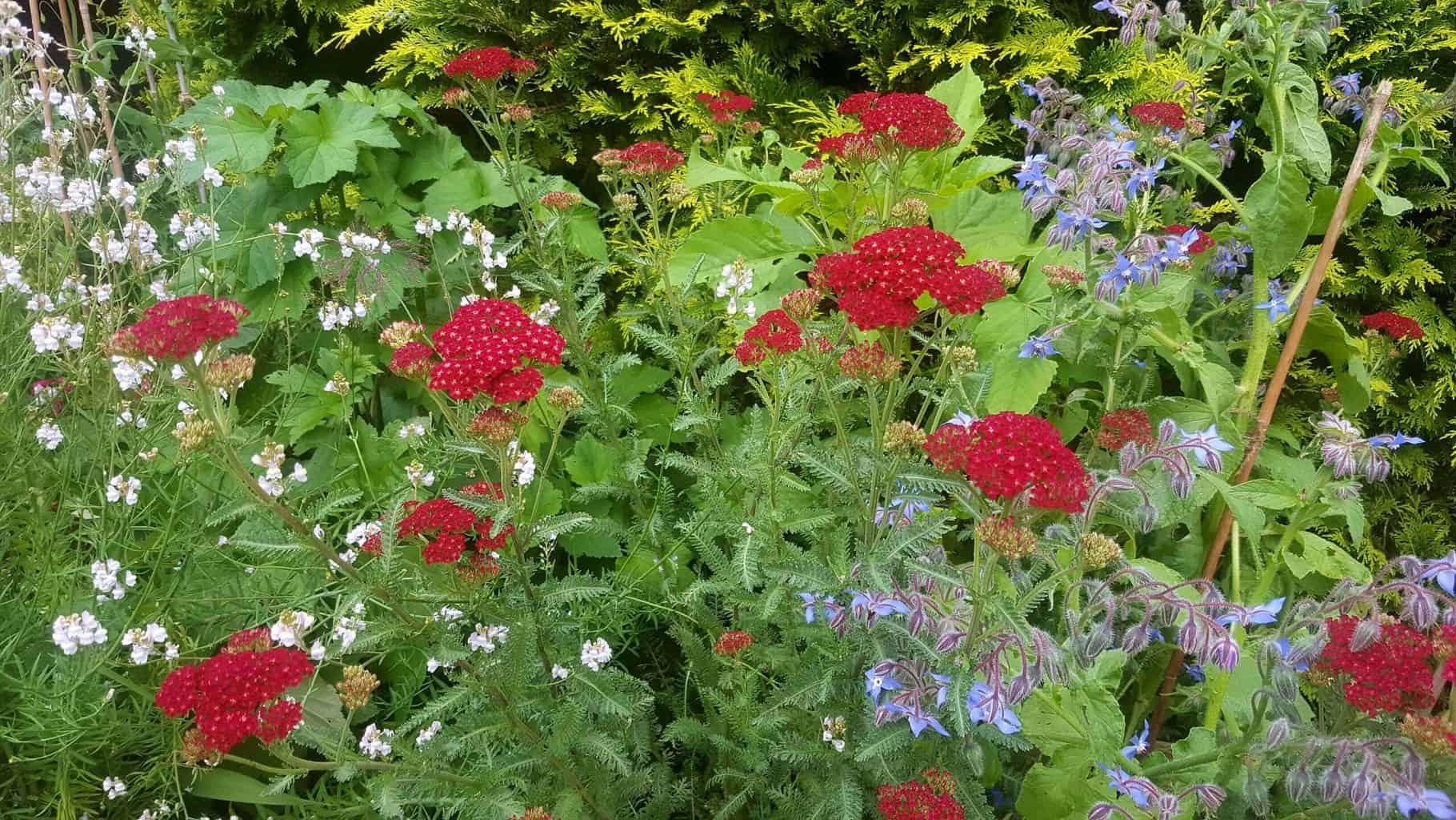 Gardening in July – July’s garden blog Gardening-in-July-yarrow-borage-wildflower