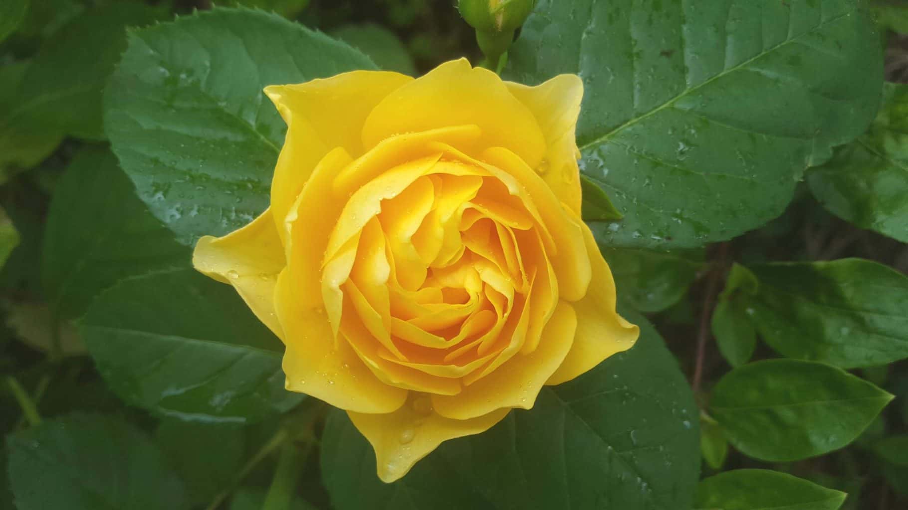 Gardening in July – July’s garden blog Gardening-in-July-yellow-rose