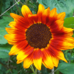 Gardening-in-August - Sunflower