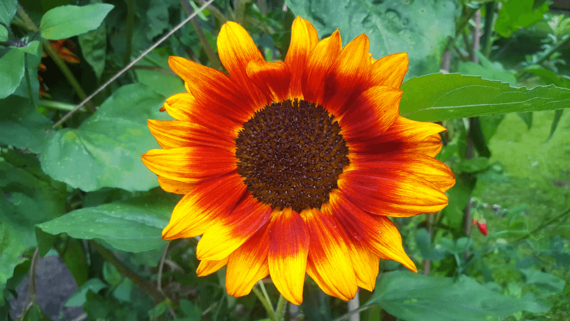 Gardening in August – August’s garden blog Gardening-in-August - Sunflower