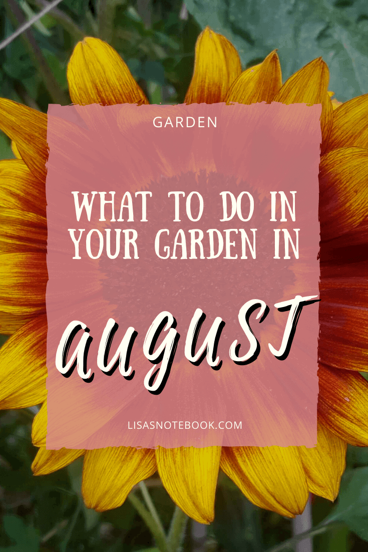 Gardening in August – August’s garden blog Gardening-in-August Sunflower