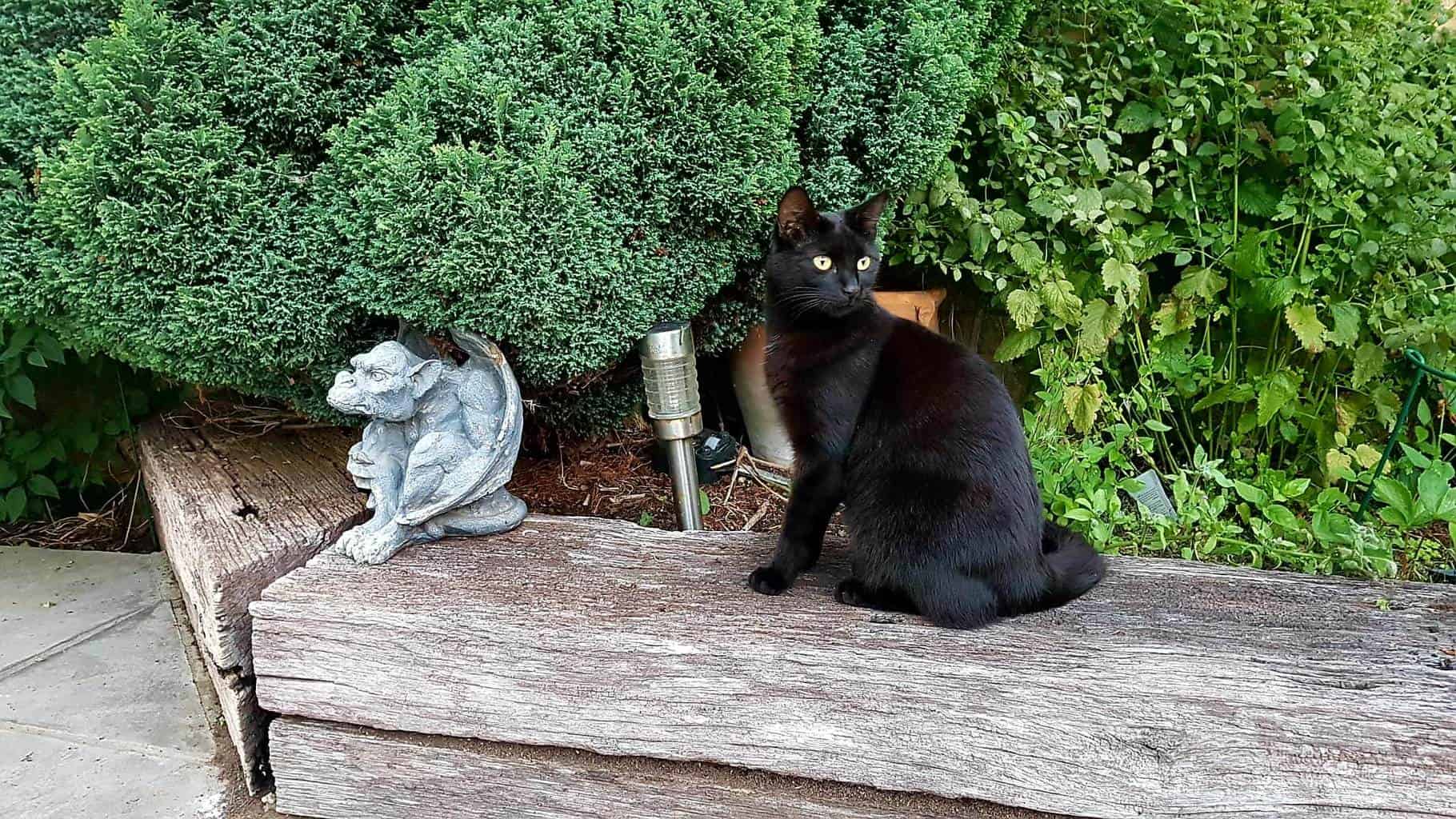 Gardening in August – August’s garden blog Gardening-in-August-Loki_01