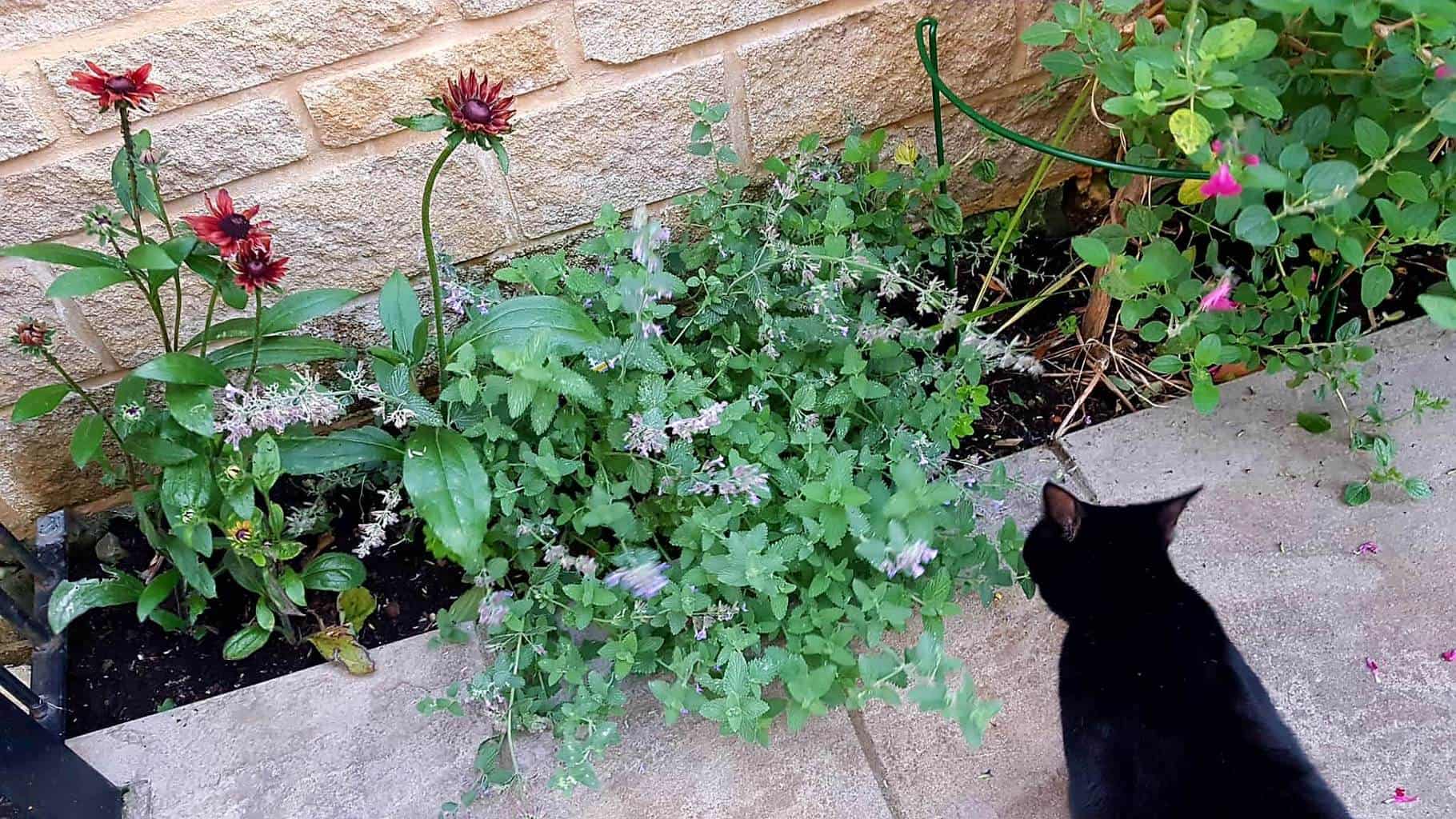 Gardening in August – August’s garden blog Gardening-in-August-Spooky_01