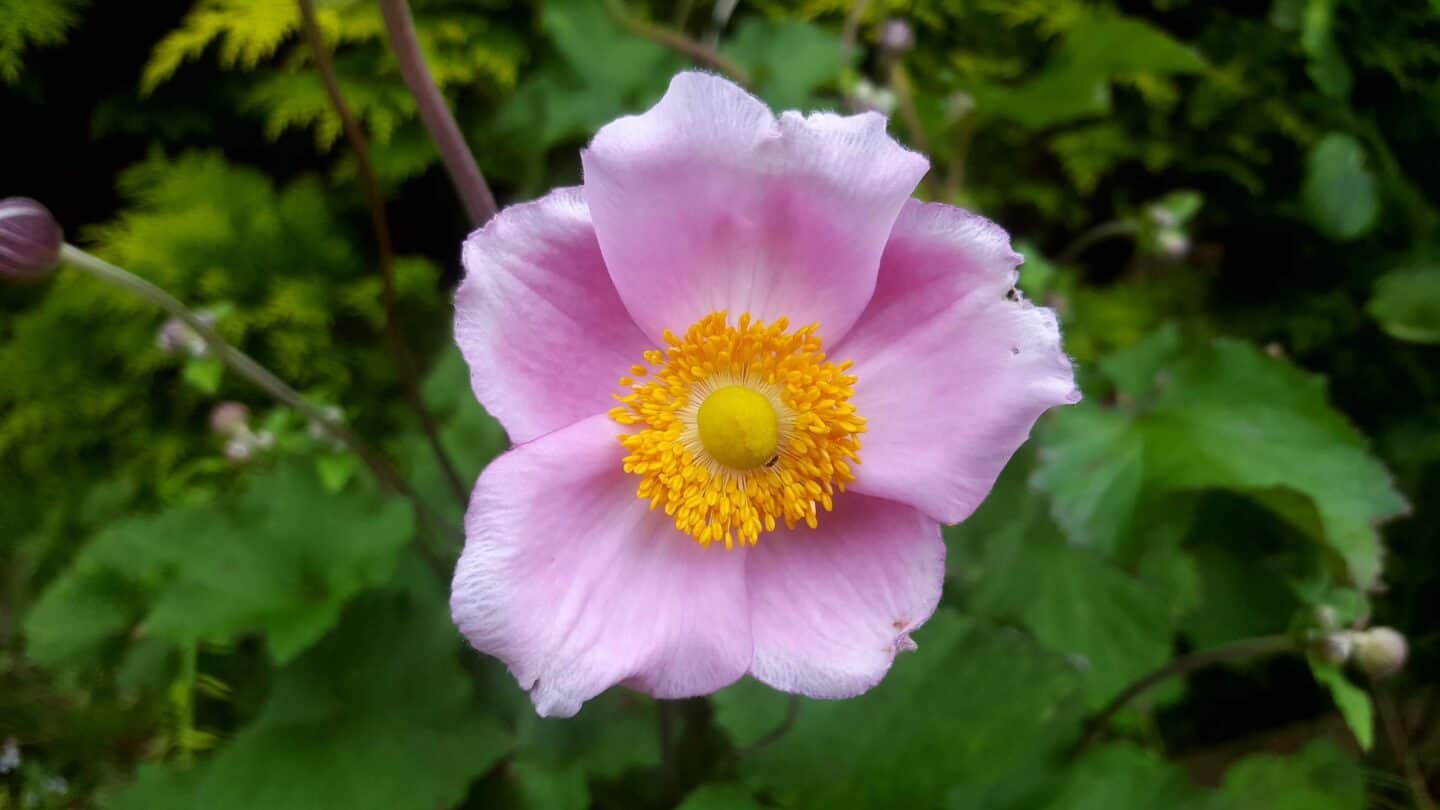 Gardening in August – August’s garden blog Gardening-in-August-anemone-pink