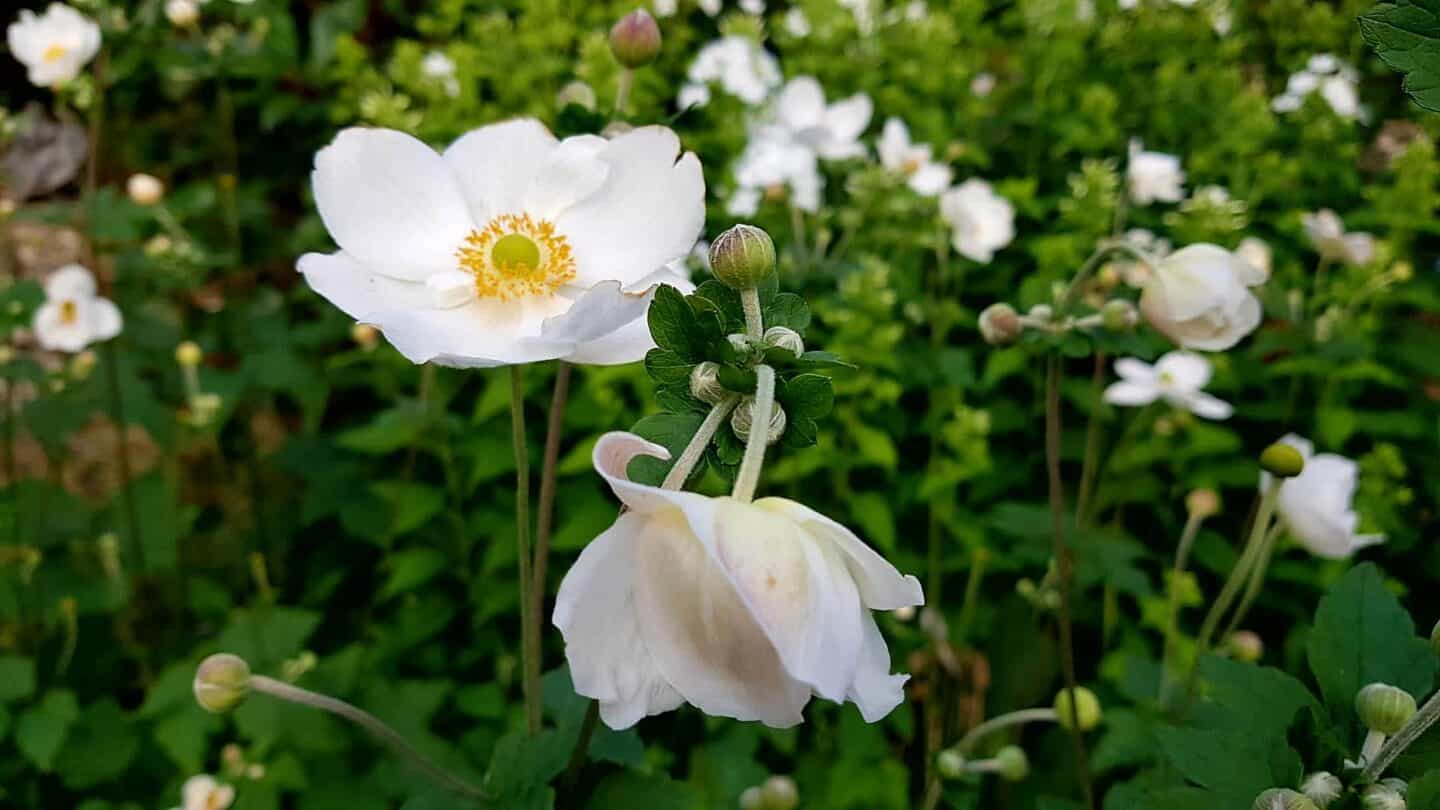 Gardening in August – August’s garden blog Gardening-in-August-anemone-white