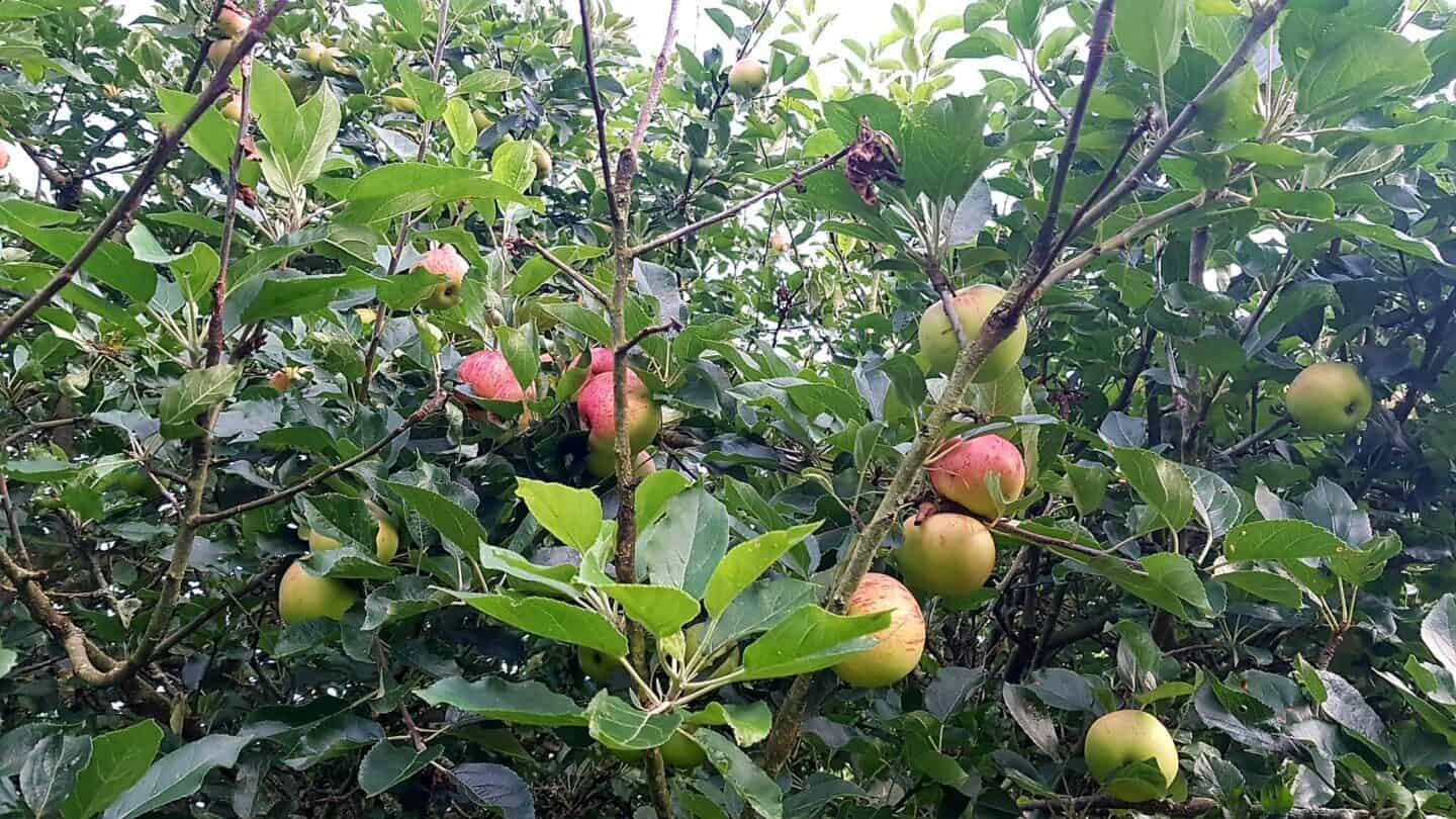Gardening in August – August’s garden blog Gardening-in-August-apples