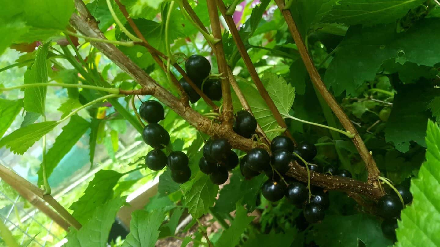 Gardening in August – August’s garden blog Gardening-in-August-blackcurrants