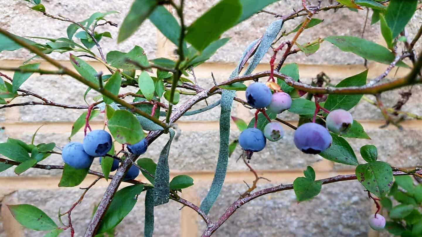 Gardening in August – August’s garden blog Gardening-in-August-blueberries