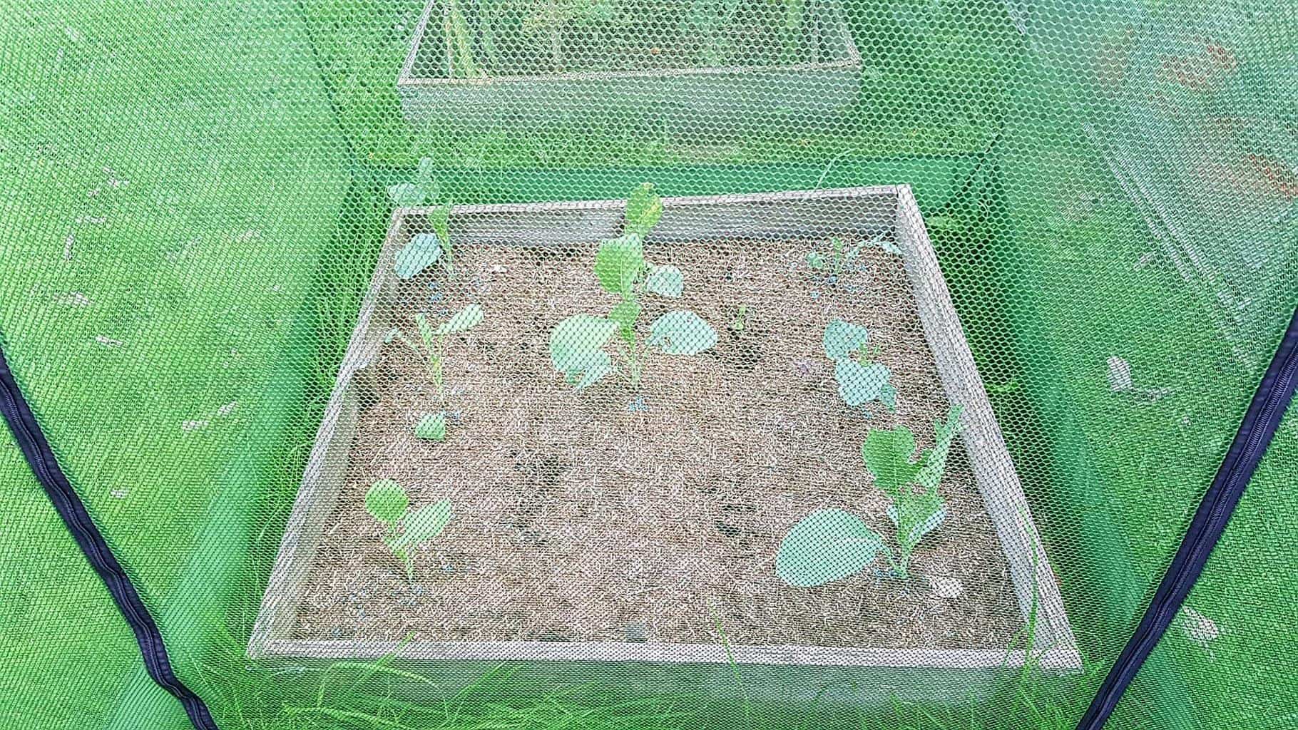 Gardening in August – August’s garden blog Gardening-in-August-broccoli