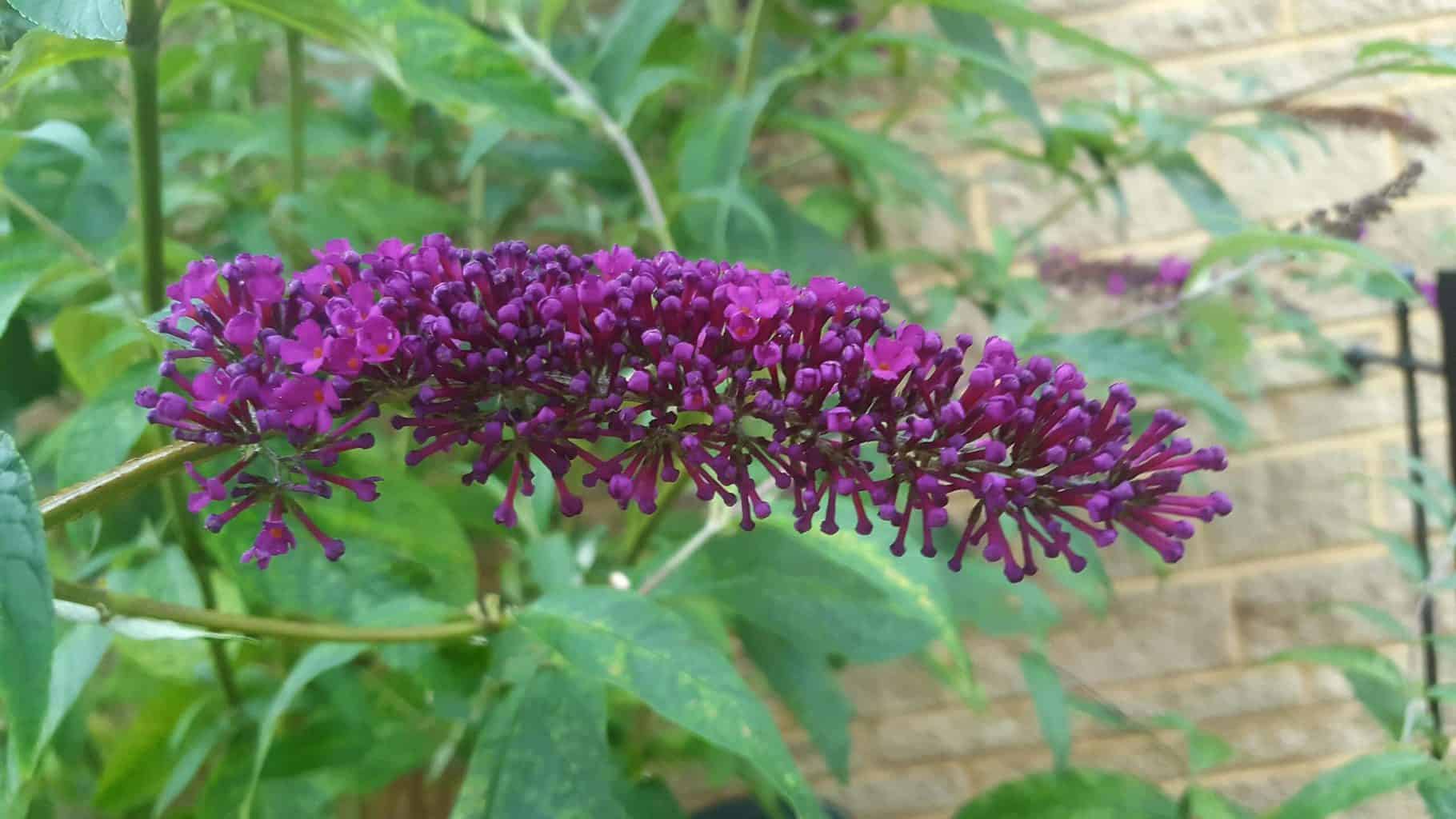 Gardening in August – August’s garden blog Gardening-in-August-buddleia-purple