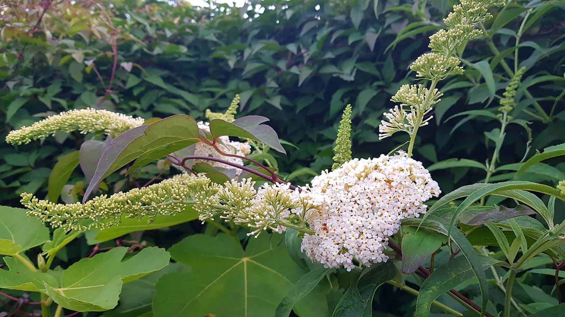 Gardening in August – August’s garden blog Gardening-in-August-buddleia-white