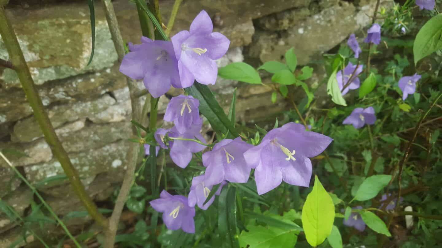 Gardening in August – August’s garden blog Gardening-in-August-campanula-purple