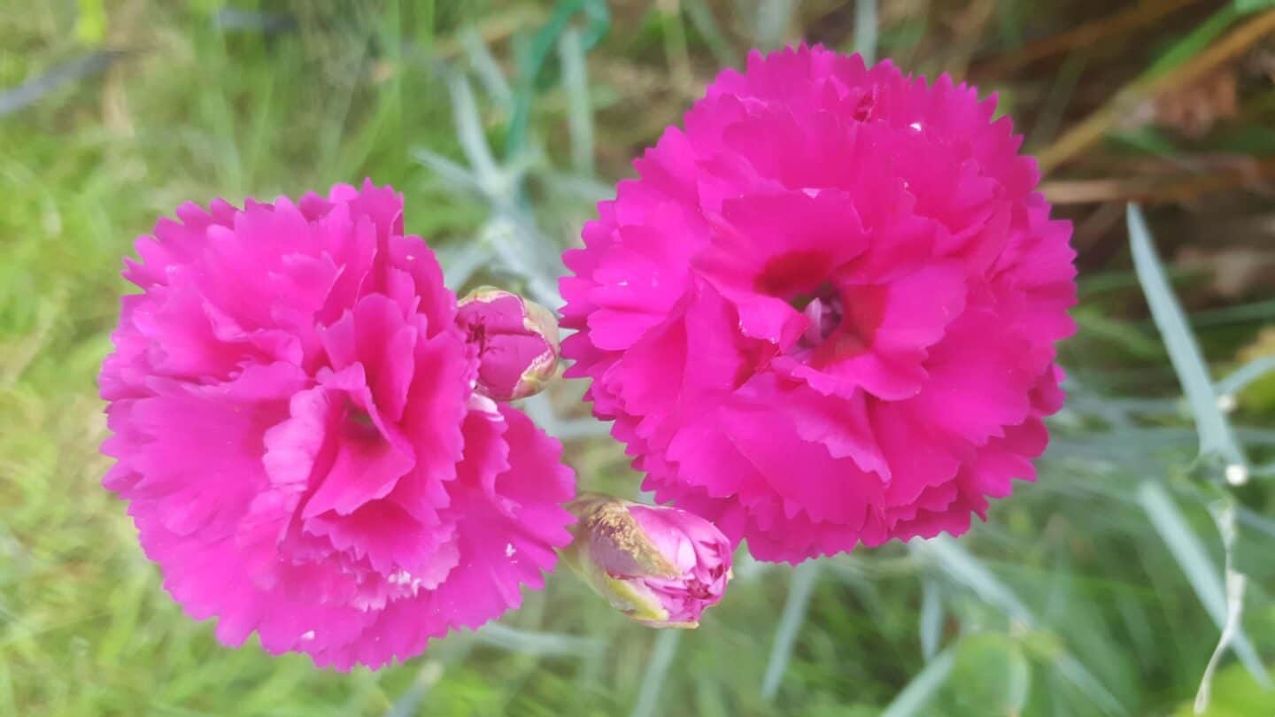 Gardening in August – August’s garden blog Gardening-in-August-carnations-pink