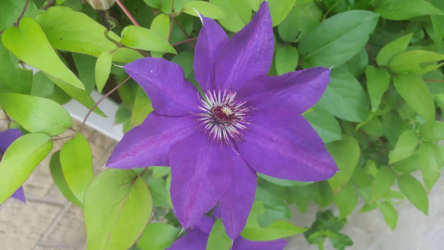 Gardening in August – August’s garden blog Gardening-in-August-clematis-purple