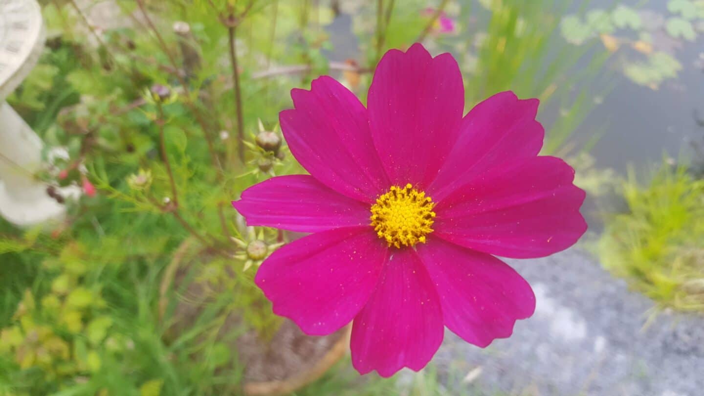 Gardening in August – August’s garden blog Gardening-in-August-cosmos-pink