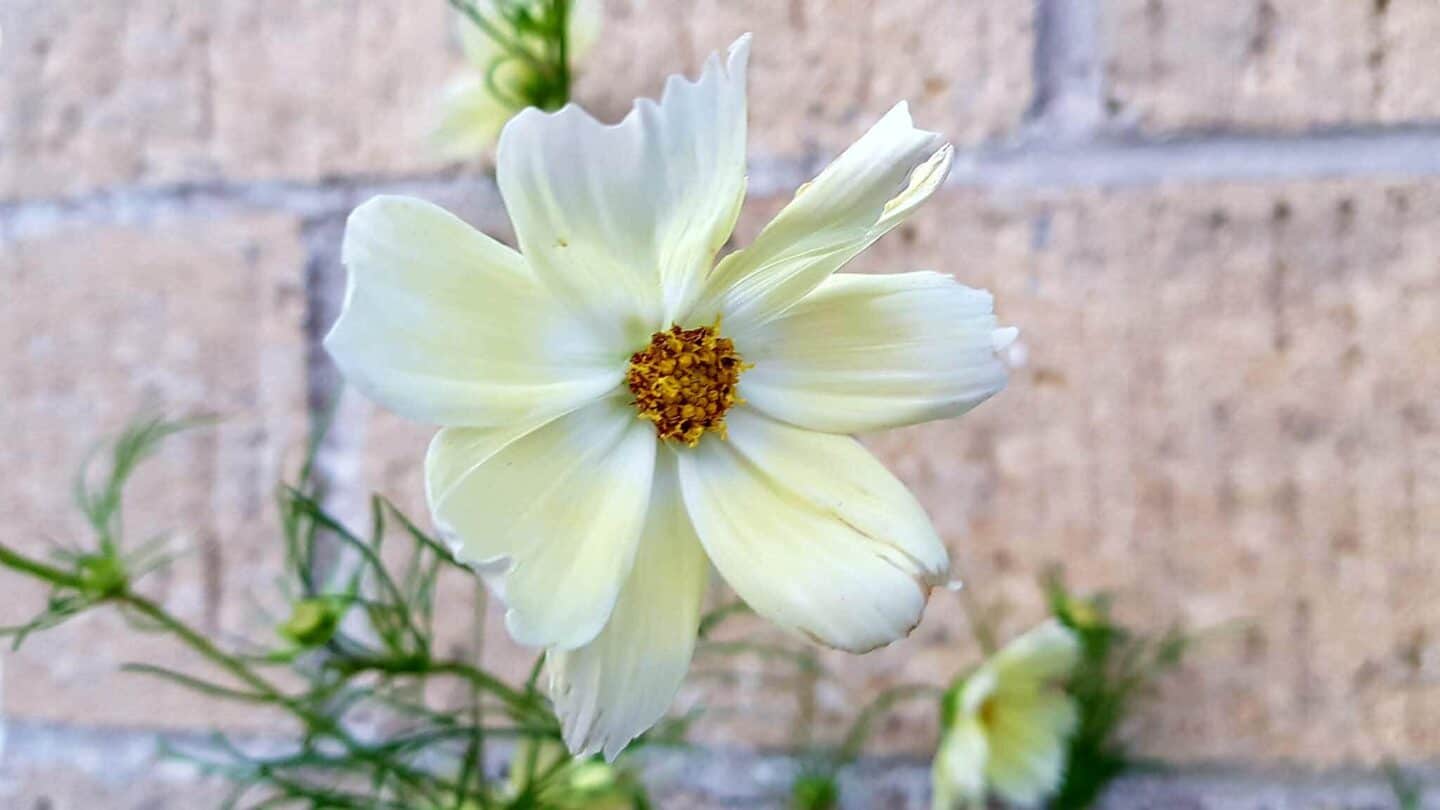 Gardening in August – August’s garden blog Gardening-in-August-cosmos-yellow