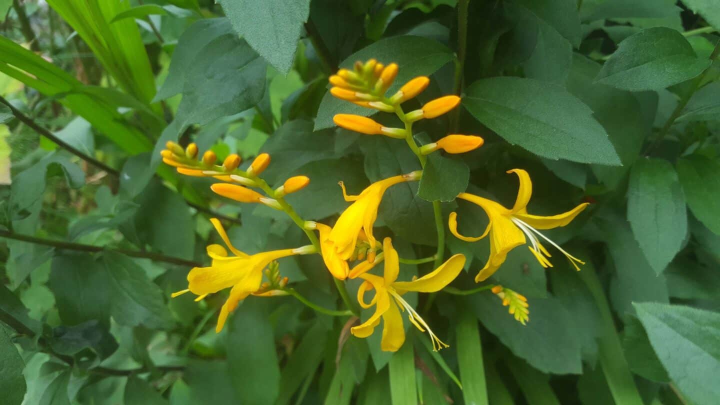 Gardening in August – August’s garden blog Gardening-in-August-crocosmia-orange