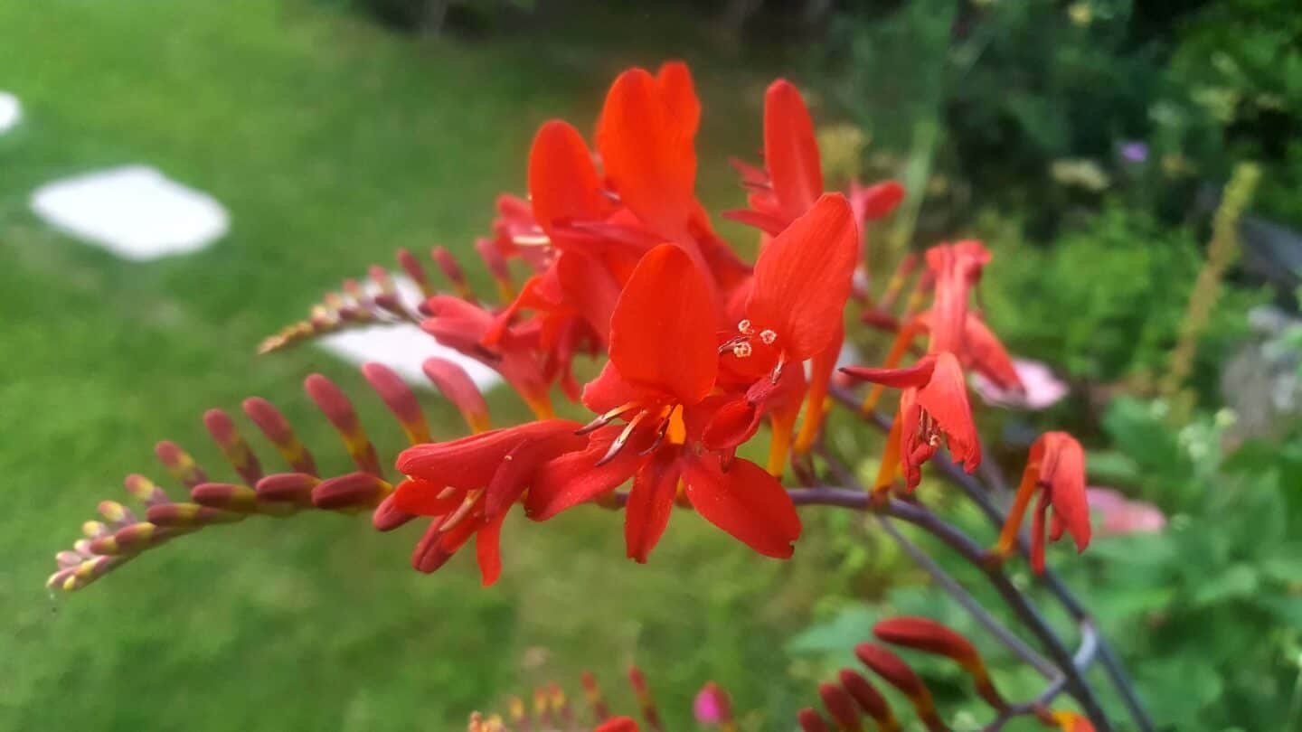 Gardening in August – August’s garden blog Gardening-in-August-crocosmia-red