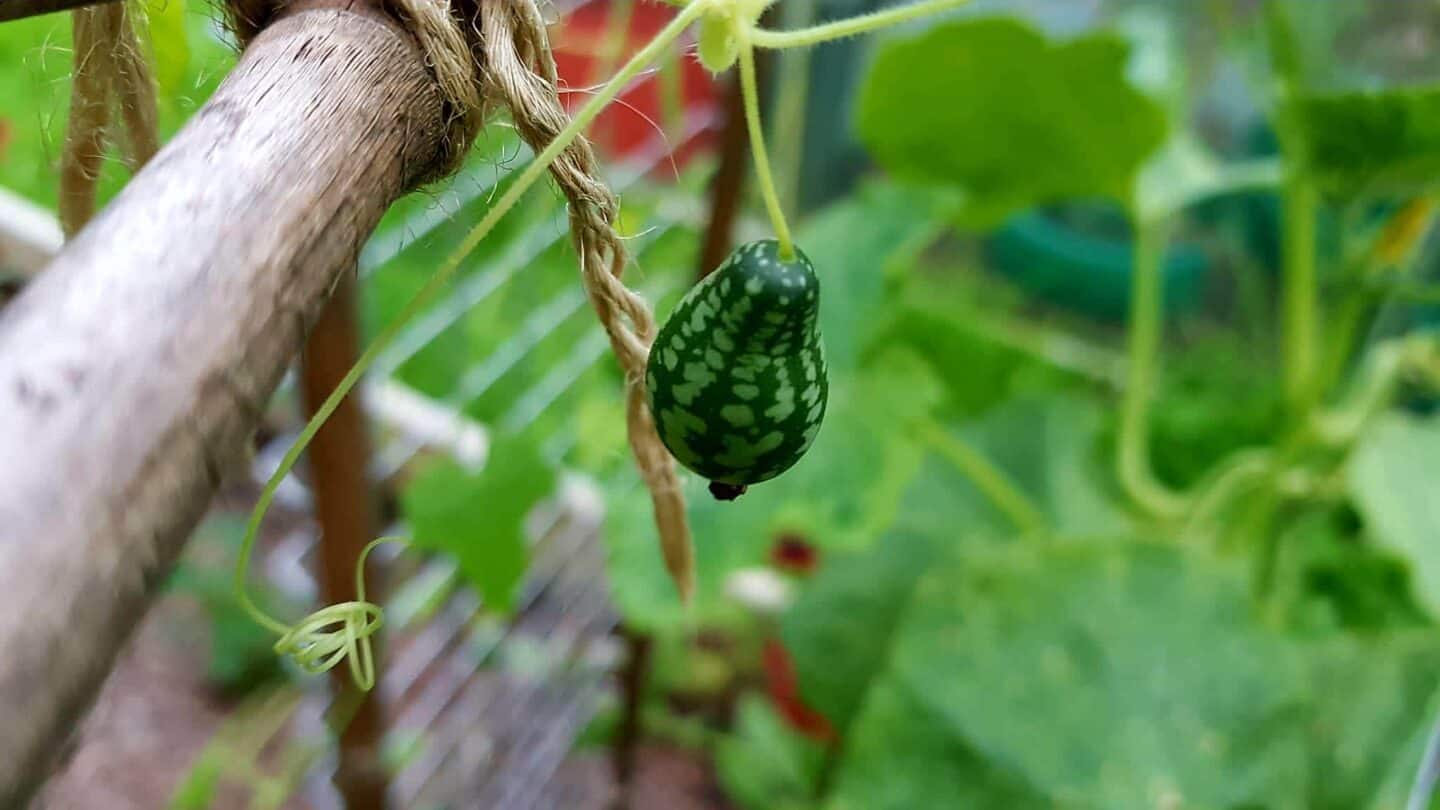 Gardening in August – August’s garden blog Gardening-in-August-cucamelon