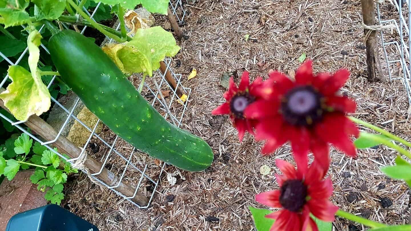 Gardening in August – August’s garden blog Gardening-in-August-cucumber